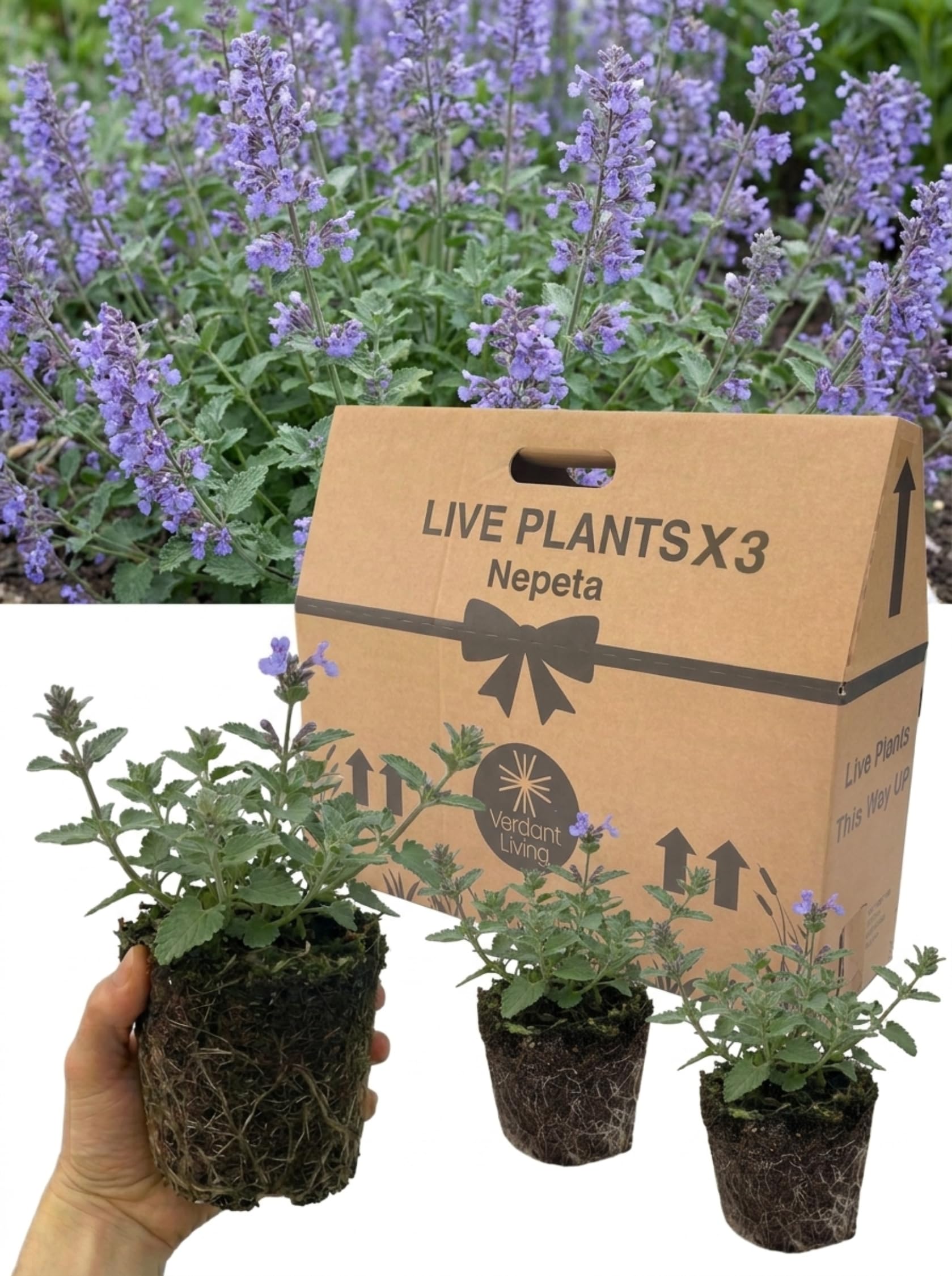 3 Nepeta Faassenii Catmint Plants – 1 Litre Root Balls – Hardy Blue Flowering Perennial for Garden Borders, Cottage Gardens, Ground Cover & Edging – Bee Friendly, Drought Tolerant, Low Maintenance