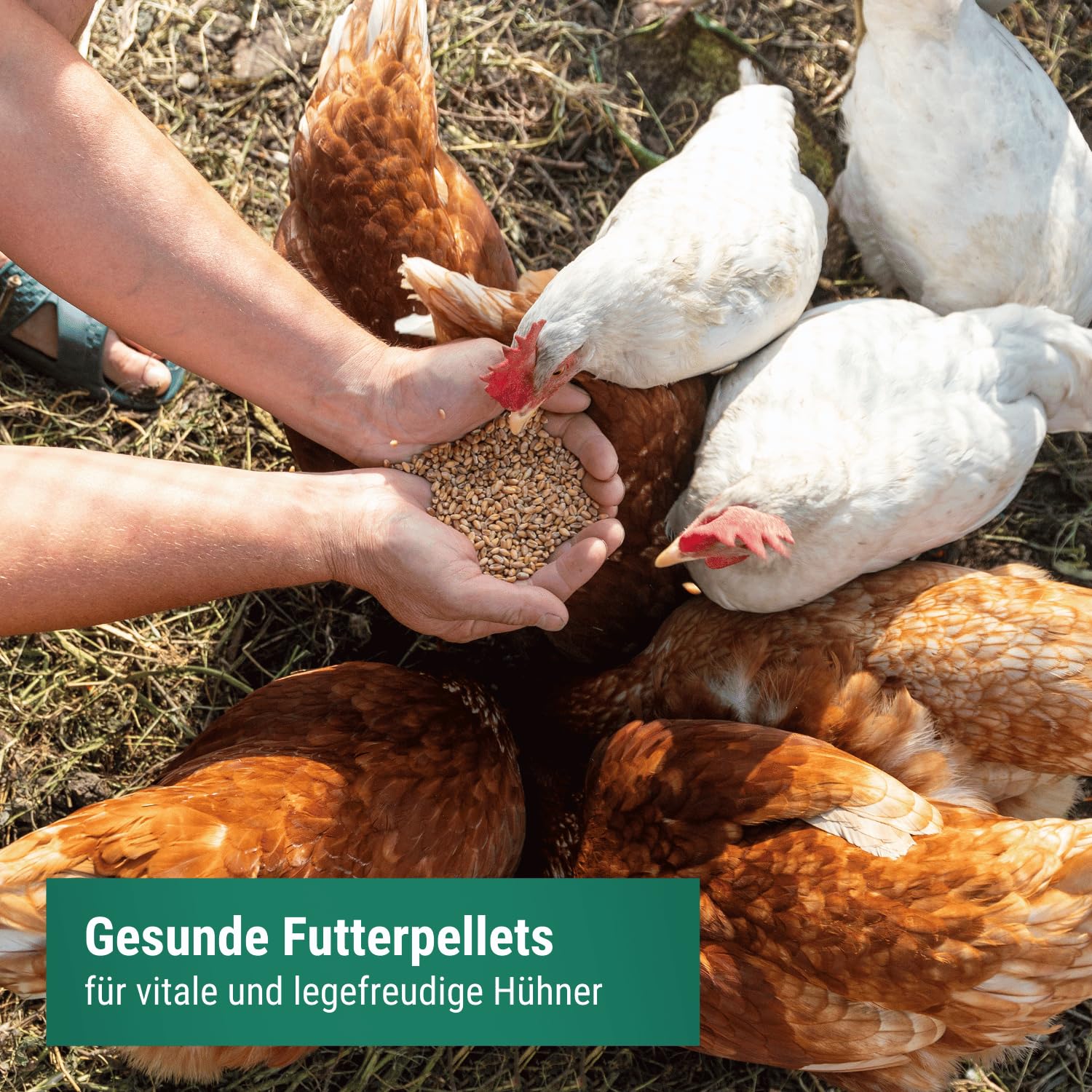 Agrarzone PREMIUM Mangime per galline ovaiole in pellet 25 Kg - Per uova con guscio resistente e deposizione regolare - Formula multi-pulita con vitamine e minerali, senza OGM
