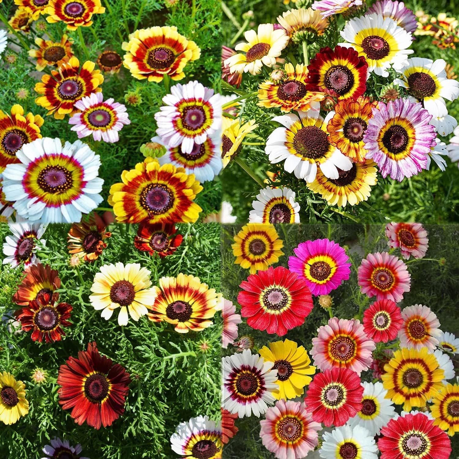 35 Seeds- Daisy Seeds for Planting Outdoors Flower Seeds - Grow in all seasons (B0C9DZ3P5C) Amazon Price History, Amazon Price Tracker