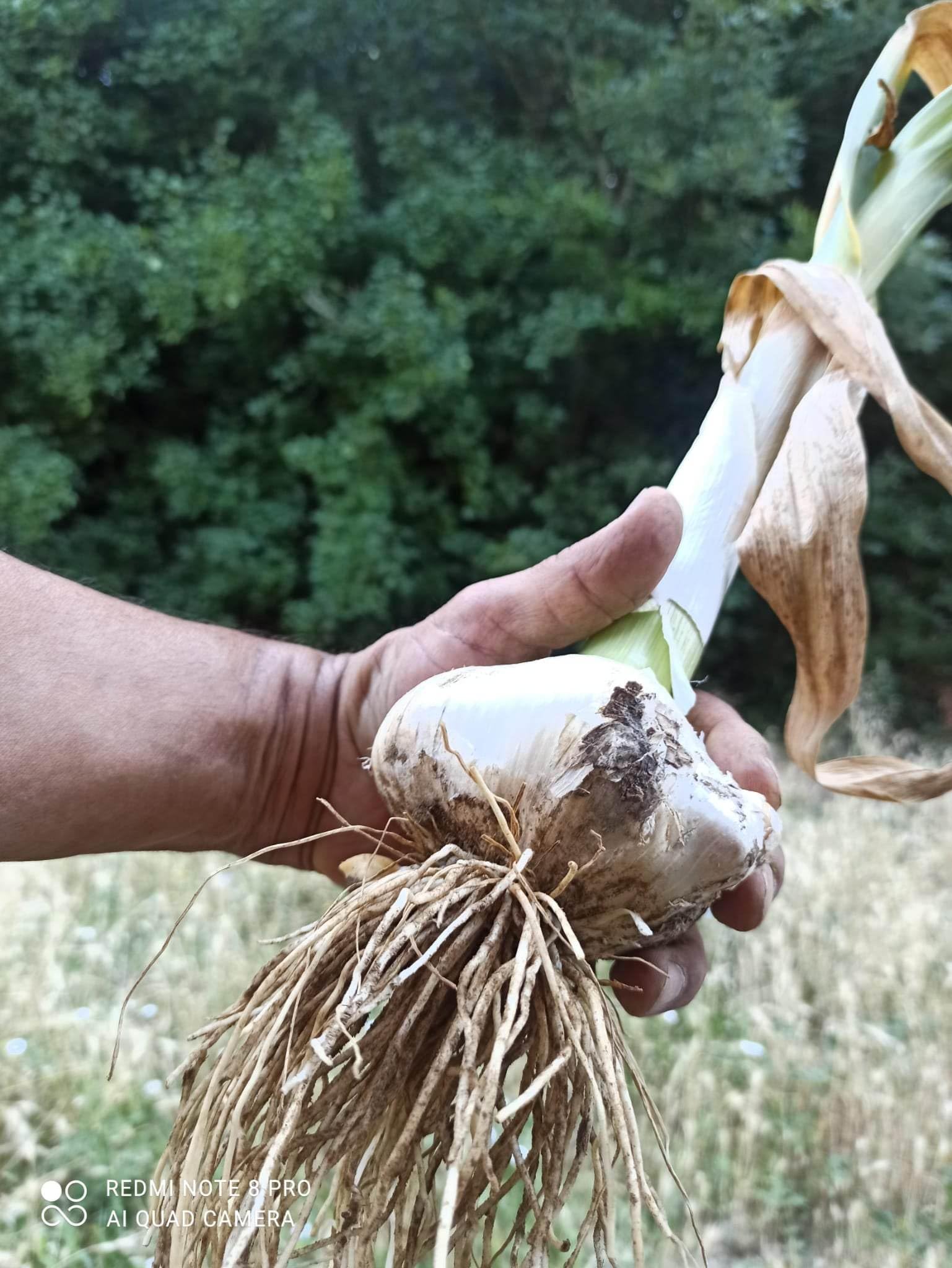 Aglione Baciami Ancora fresco coltivato in Valdichiana - Non dà cattivo alito - Gusto dolce e delicato - Da associare alle bruschette e con i pici o gli umbrichelli