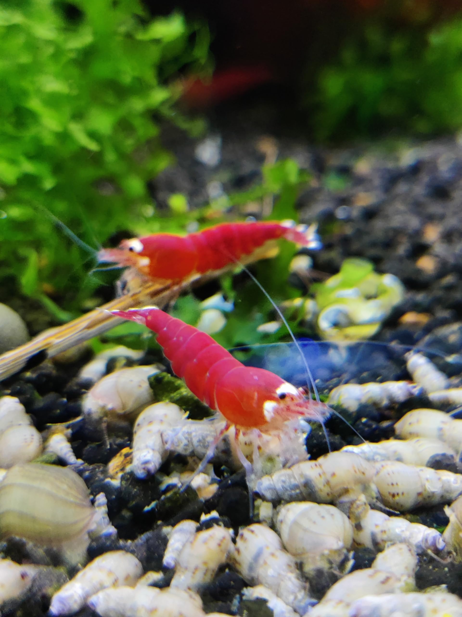 Garnelenglück - Super Crystal Red Santa Garnelen - Caridina - 5/10/20 Stück (20)