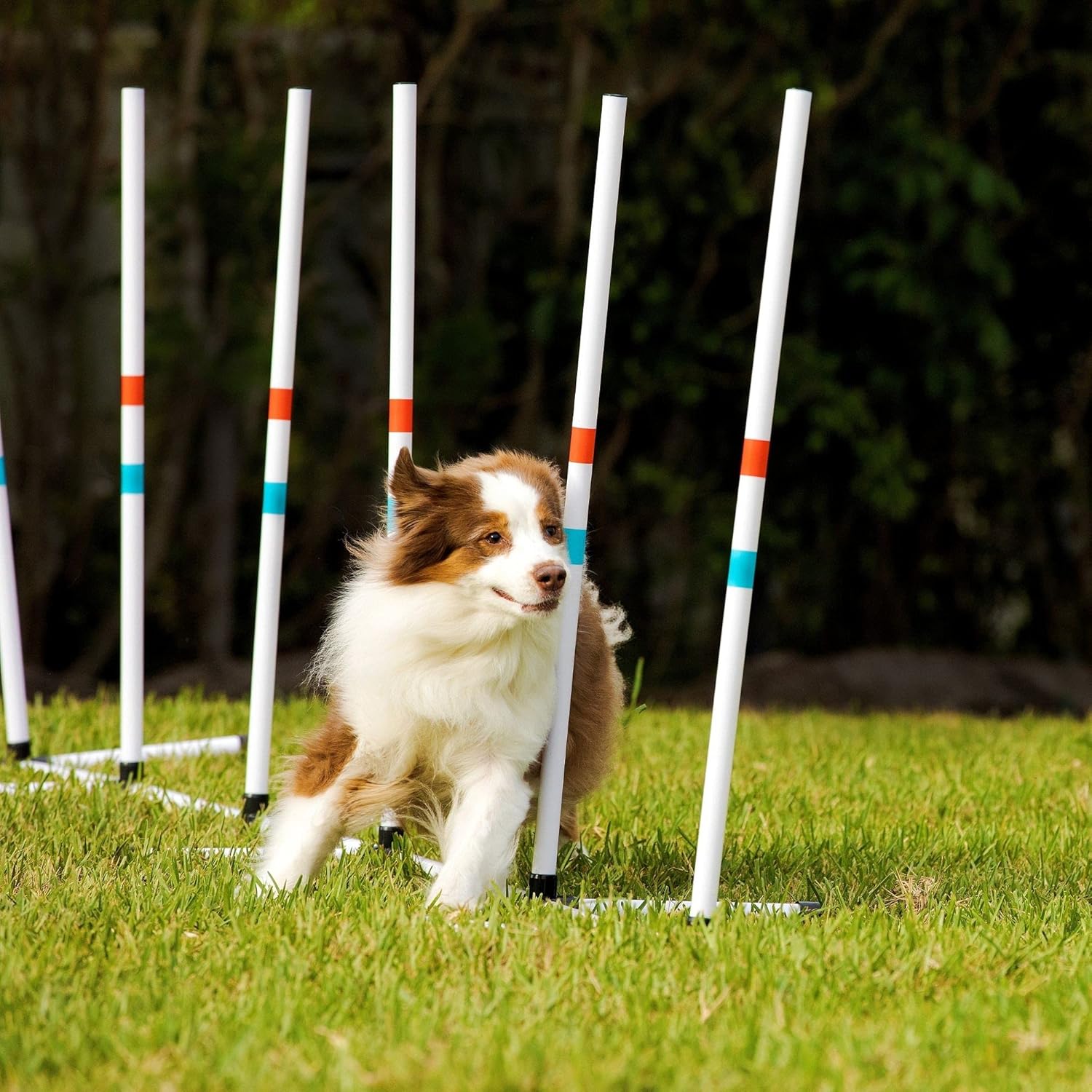 Dog agility weave poles Clearance
