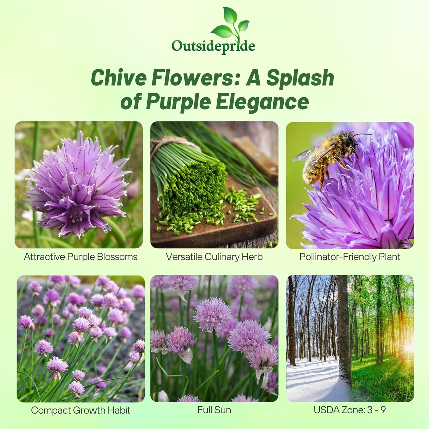 Outsidepride 1 lb. Perennial Chives Herb Garden Seeds for Microgreens, Sprouts, & Cooking