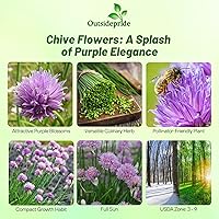 Vista 2 de Outsidepride Semillas de jardín de hierbas de cebollino perenne de 1 oz para microverdes, brotes y cocina