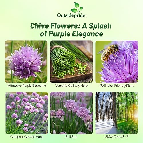 Miniatura 2 de Outsidepride Semillas de jardín de hierbas de cebollino perenne para microverdes, brotes y cocina