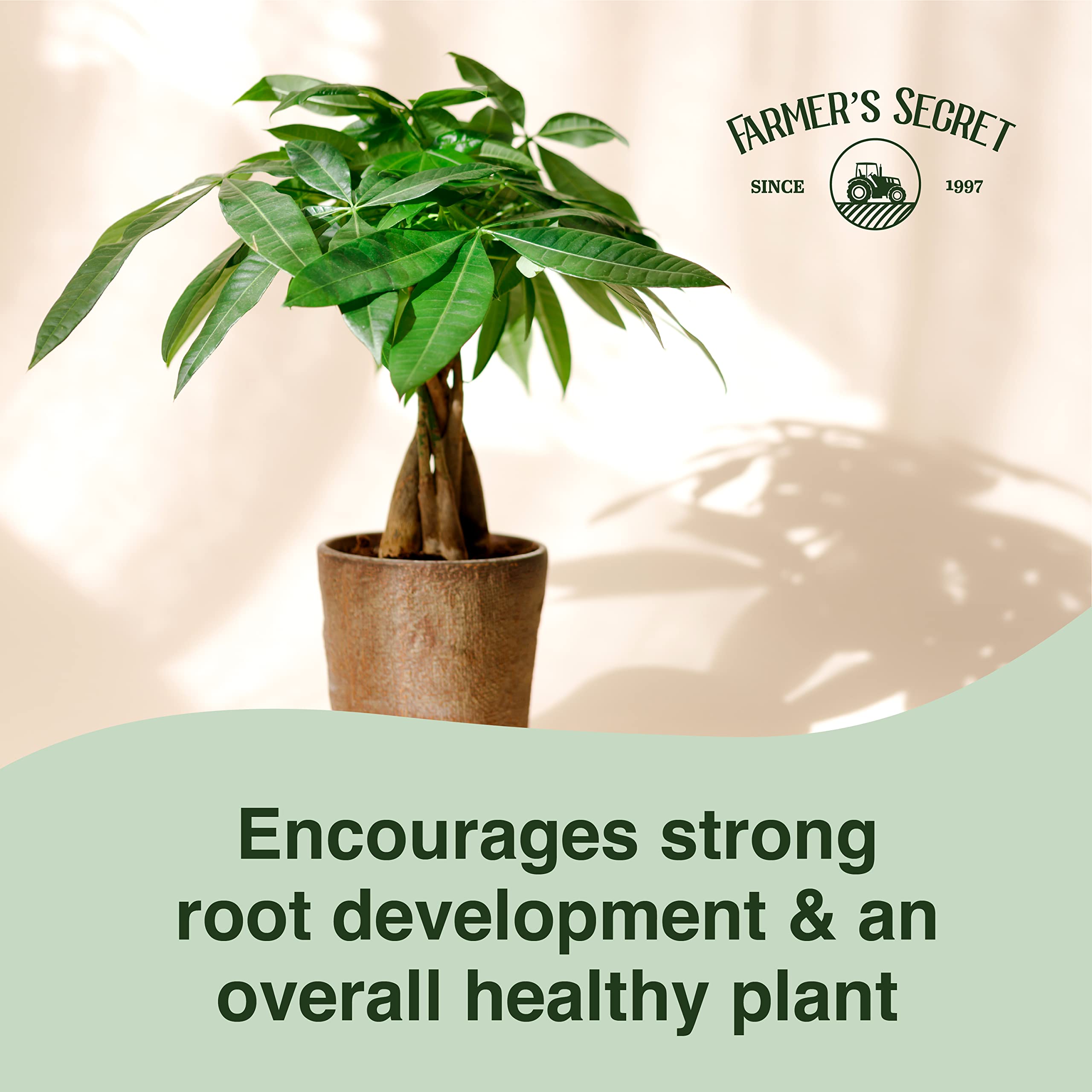 Amazon.com : Farmer's Secret Money Tree Liquid Plant Food Fertilizer (8oz)  - Super Concentrated - Strengthen Roots and Encourage Growth in all  Varieties of Money Trees : Patio, Lawn & Garden