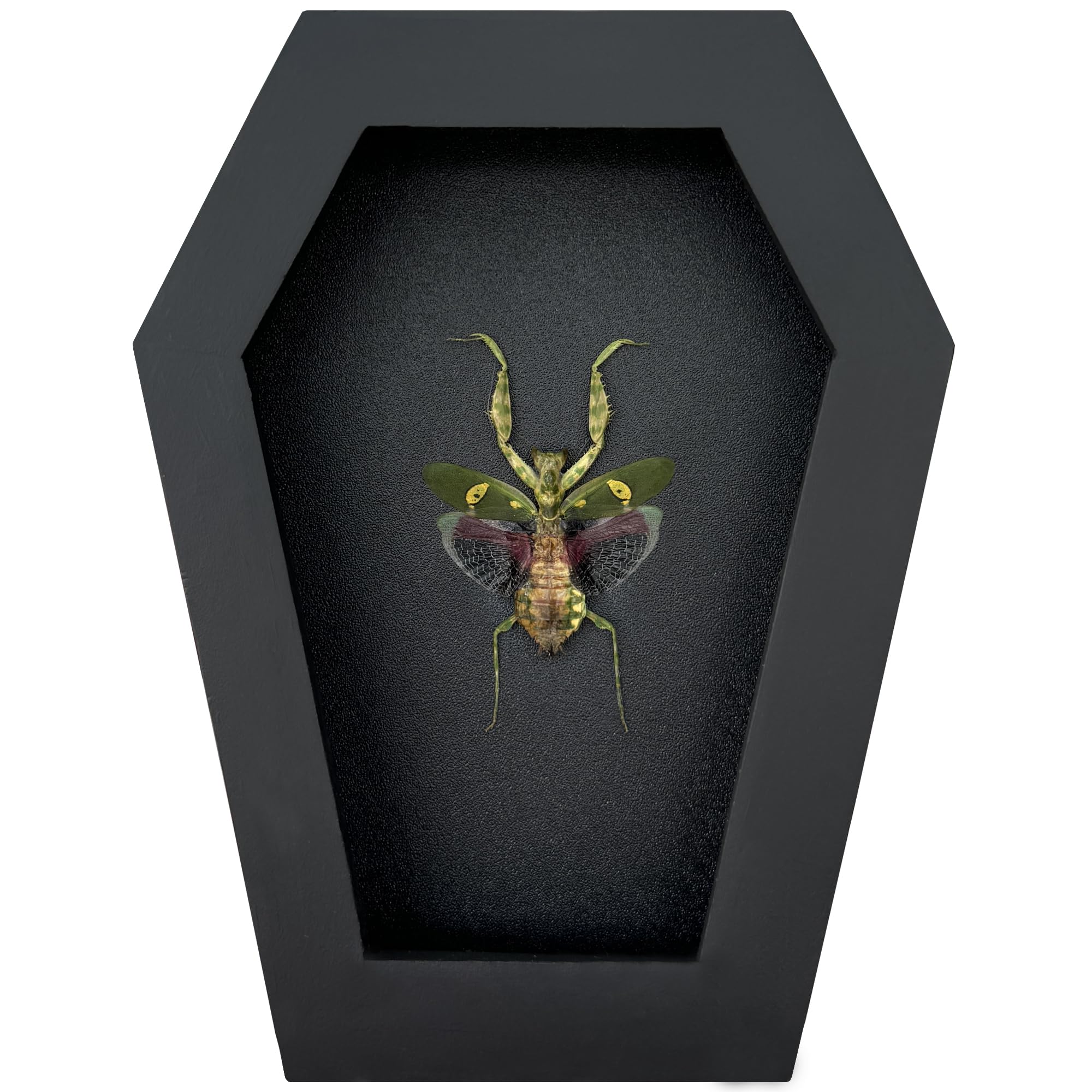 VINADECOR Gothic Green Mantis Beetle in Coffin Frame Spooky Halloween Taxidermy Specimen Entomology Curiosity Preserved Insect Decor Scientific Oddity CF12-62-DE