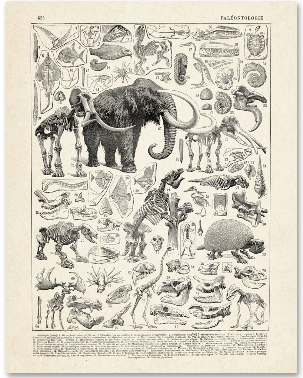 Paleontology - 11x14 Unframed Art Print - Fossil Wall Decor, Scientific Illustration Prints - Makes a Great Gift for Dinosaur Lovers and Child's Room Décor