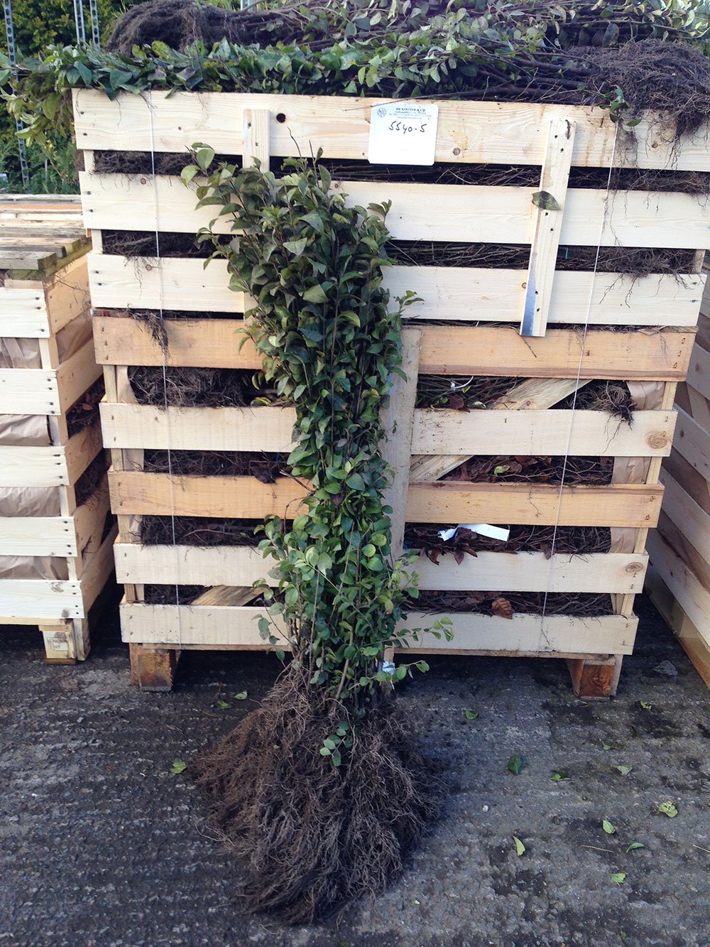 20 Green Privet Hedging Plants 2-3ft (60-90cm) Ligustrum ovalifolium