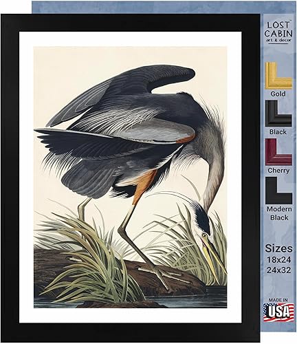 Lost Cabin Great Blue Heron de James Audubon Impresión enmarañada en marco plano negro Reproducción de pinturas de obras de arte finas Póster