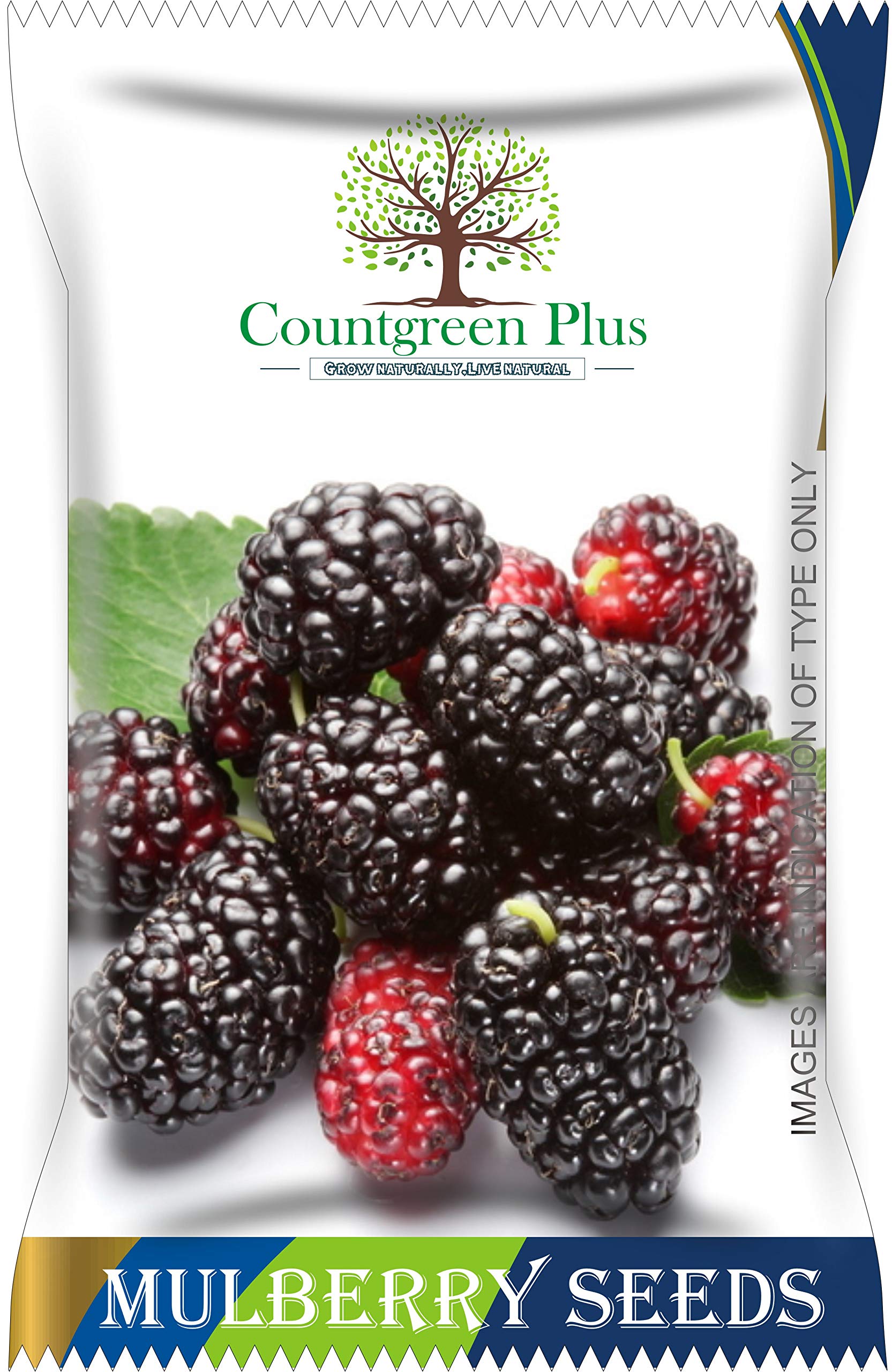 Grow Your Own Mulberry Fruit - Organic Seeds -1 Grow Your Own Mulberry Fruit - Organic Seeds -1