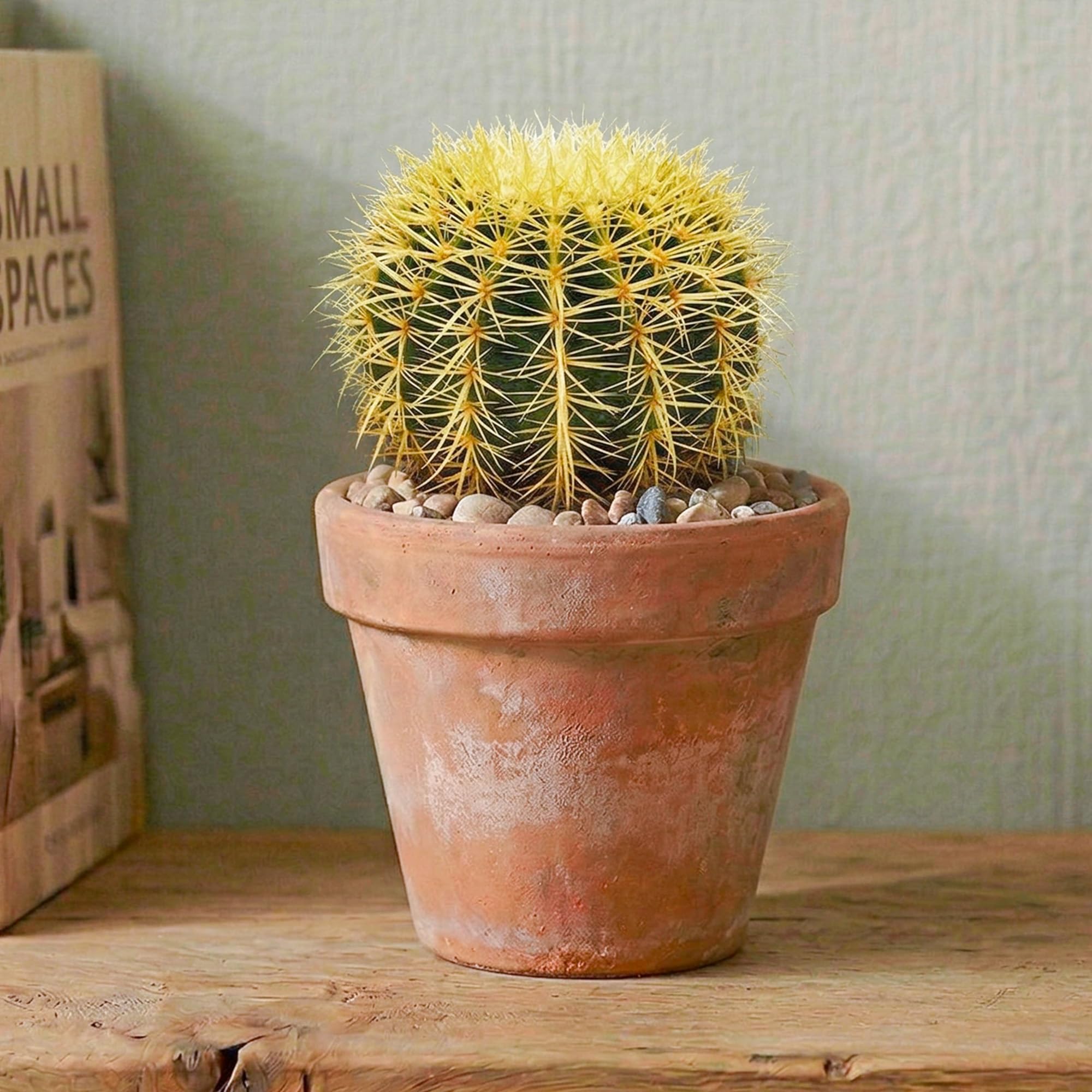 GardenersDream Echinocactus Grusonii en Pot – Plante Cactus d’Intérieur aux Épines Jaunes – Plante Dépolluante pour Rebords de Fenêtre, Bureaux & Étagères