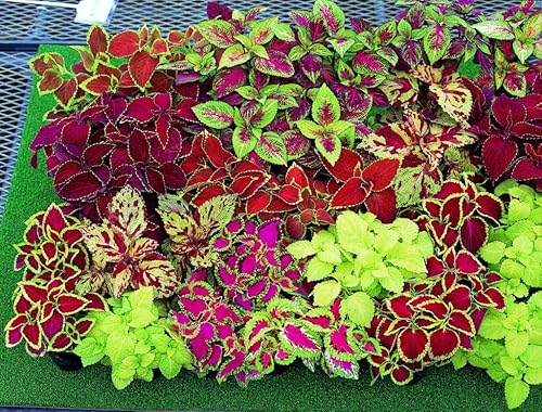 Miniatura 5 de Coleus Blumei Mix Seeds Flores anuales hermosas para plantar 100 semillas sin OMG