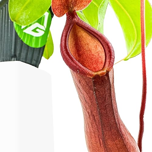 Miniatura 5 de Planta carnívora tropical Nepenthes Alata para jarrón, planta viva