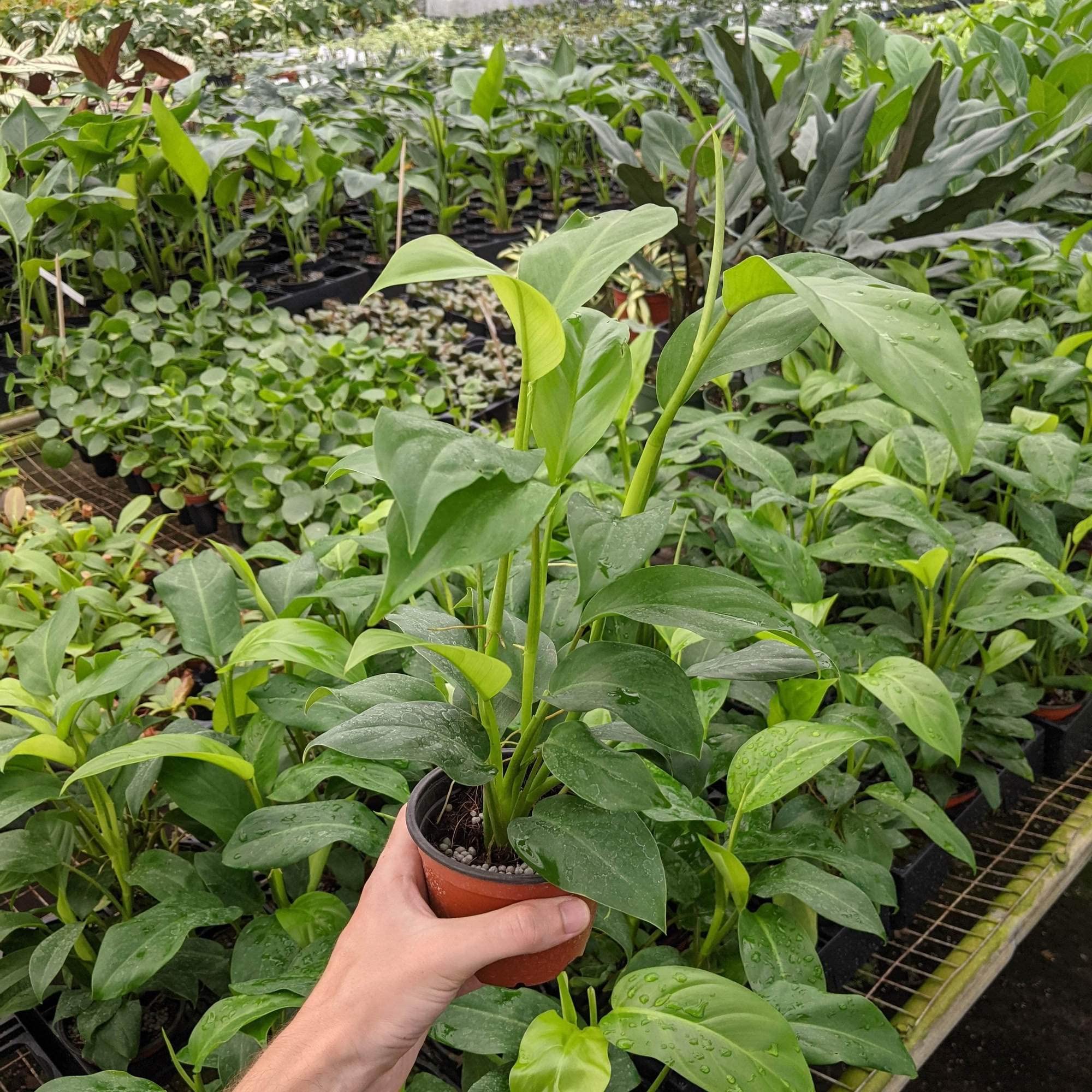 Amazon.com: Philodendron Eva - Planta viva en una maceta de cultivo de 4  pulgadas - Philodendron 'Eva' - Planta de interior purificadora de aire de  interior de calidad florista de Florida (1