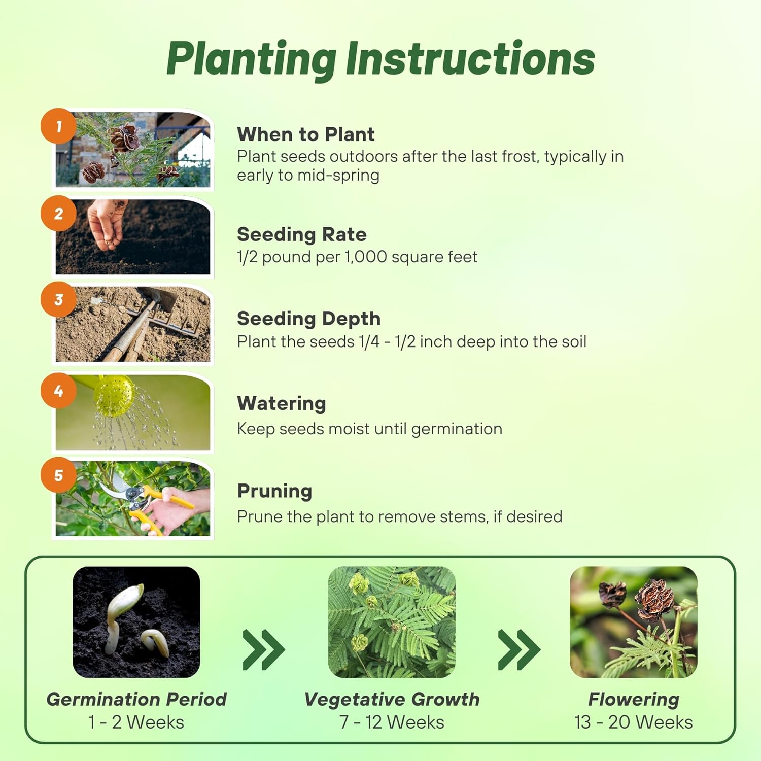 Outsidepride Illinois Bundleflower Seed - 1 LB Soil Enriching Legume, Fern-Like Foliage, White Puffy Flowers, Deep-Rooted Perennial, Easy to Grow for Soil Enrichment, Wildlife Food Plot