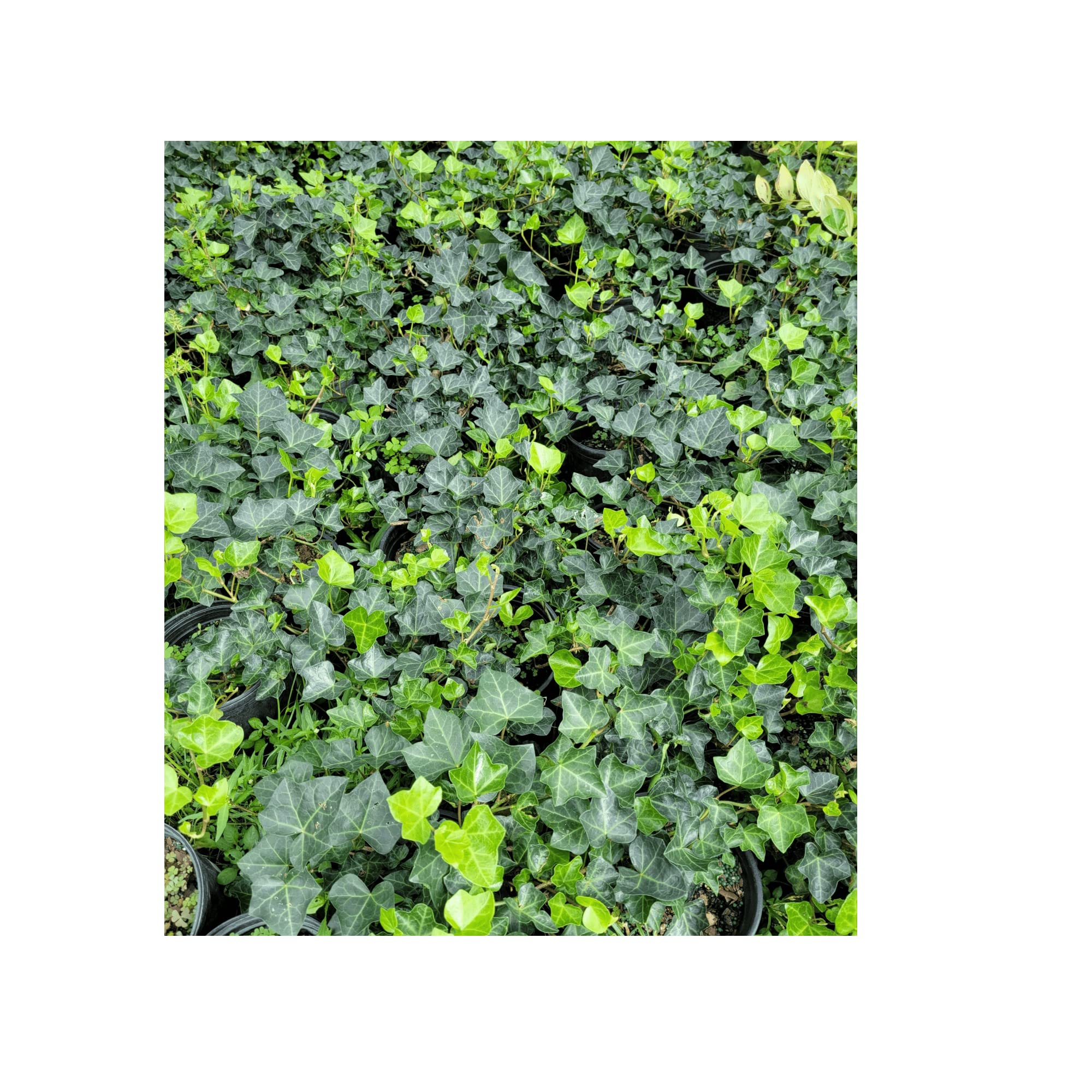 「nancy」la basic IVY nancy」la basic IVY Amazon.com : English Ivy Hardy Groundcover