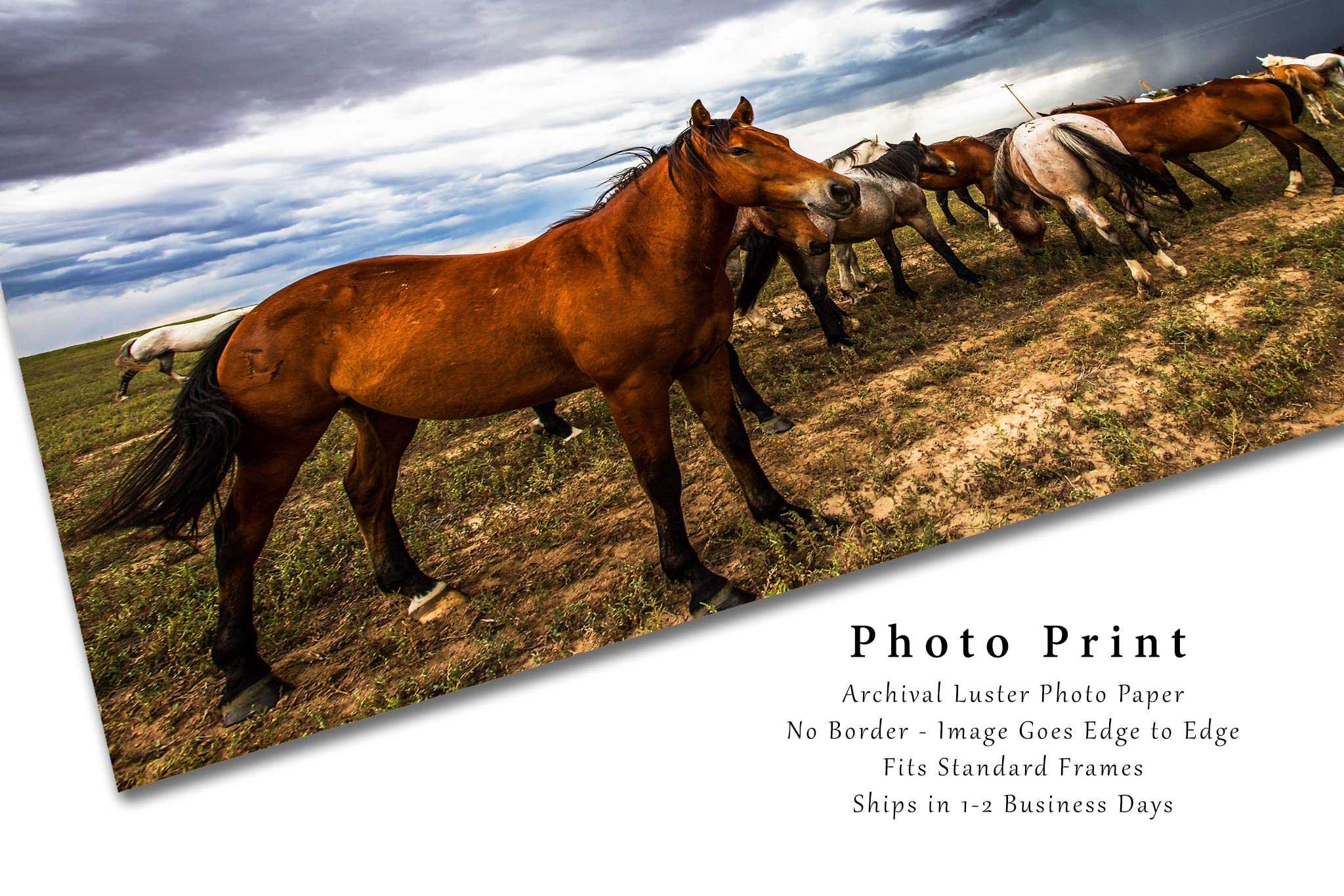 Equine Photography Print (Not Framed) Picture of Horse Watching Over Herd as Storm Approaches on Spring Day in Oklahoma Western Wall Art Animal Decor (16