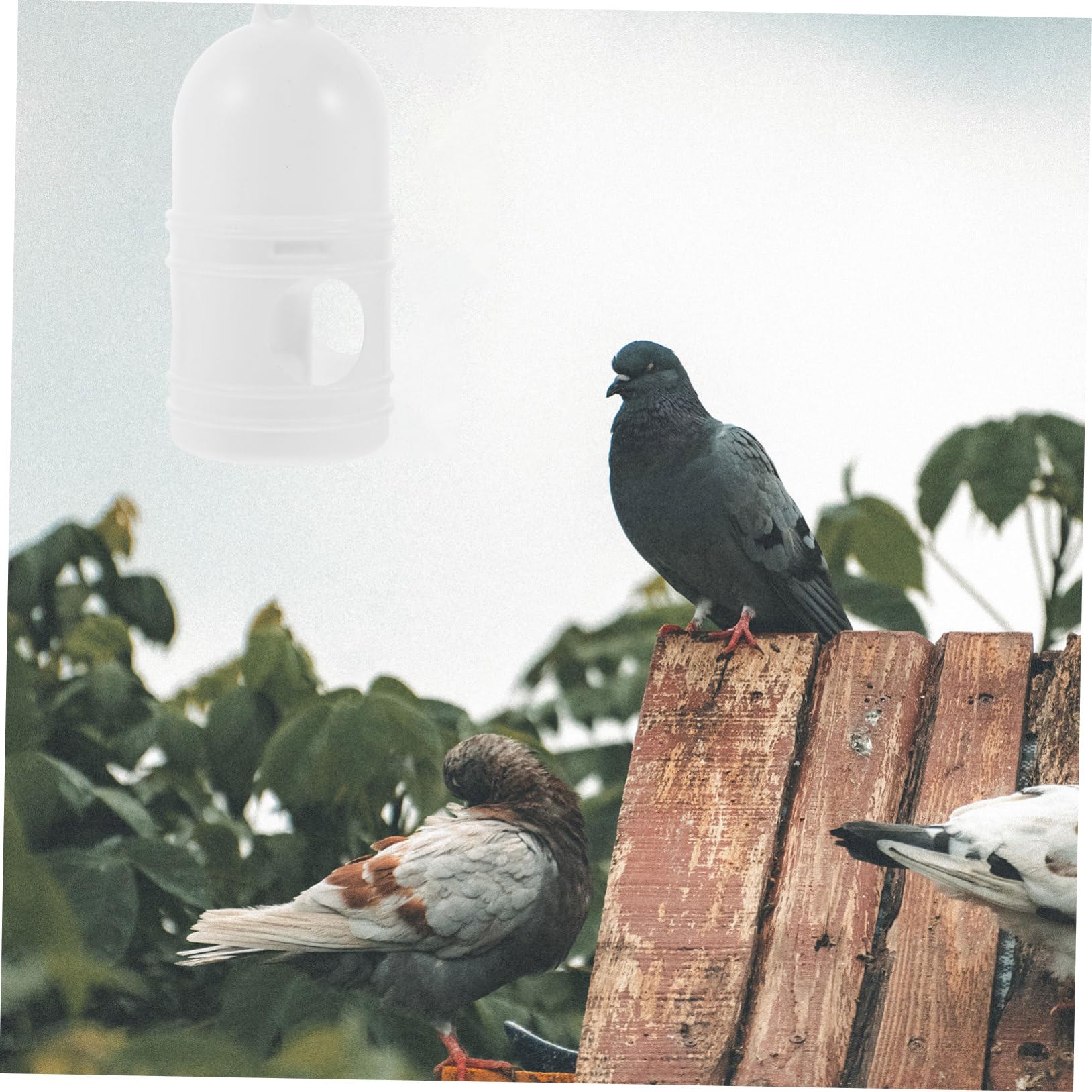 HAPINARY 2Pcs Household Bird Waterer Portable Plastic Quail Feeder Easy to Clean Water Dispenser for Pigeons Doves and Other Birds Capacity Practical