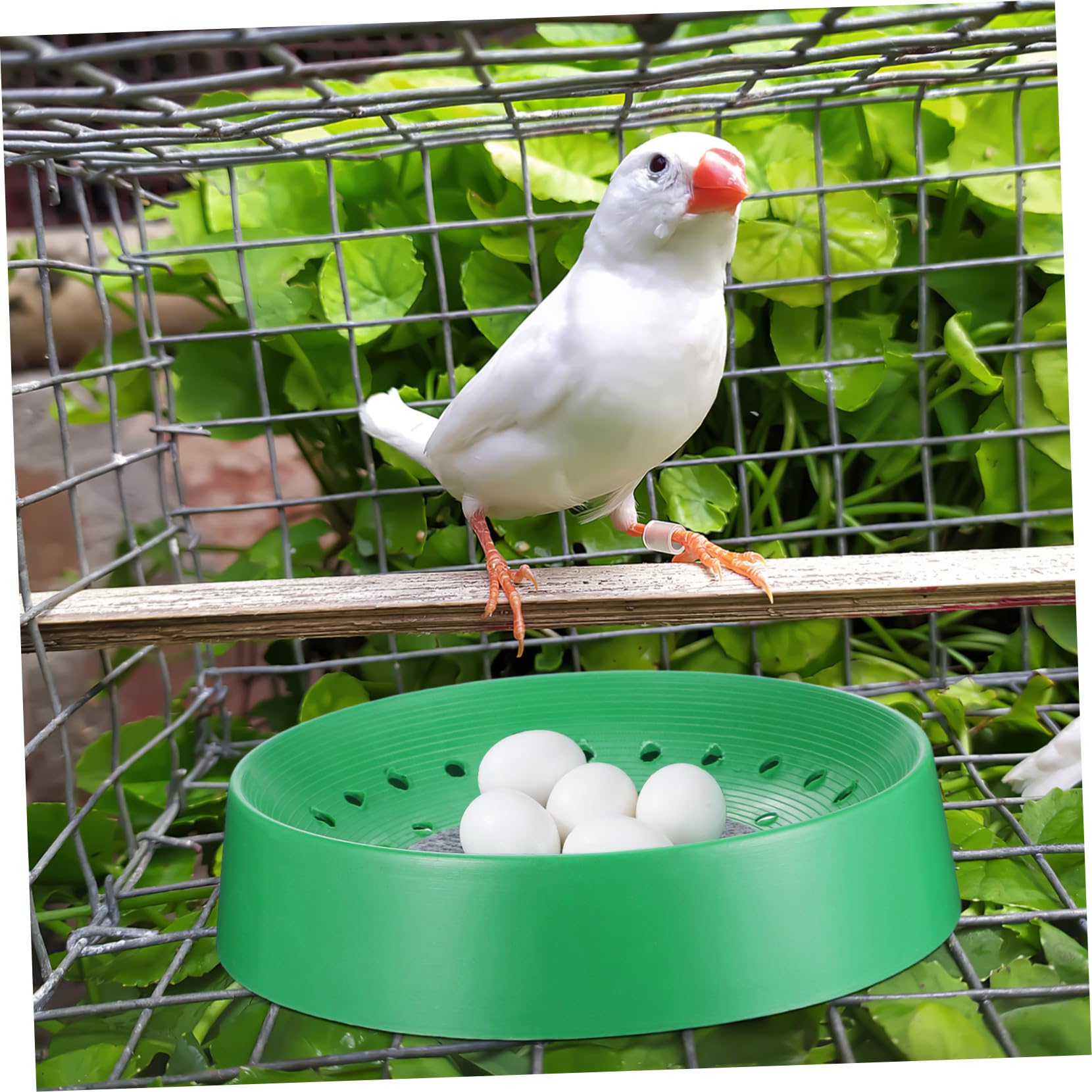 Hemobllo 10pezzi Nido per Piccioni Resistente Traspirante Lavabile e Facile da Asciugare Vaschetta per Uova di Uccelli da Riproduzionper Animali Domestici per Fattoria Forniturper Piccioni