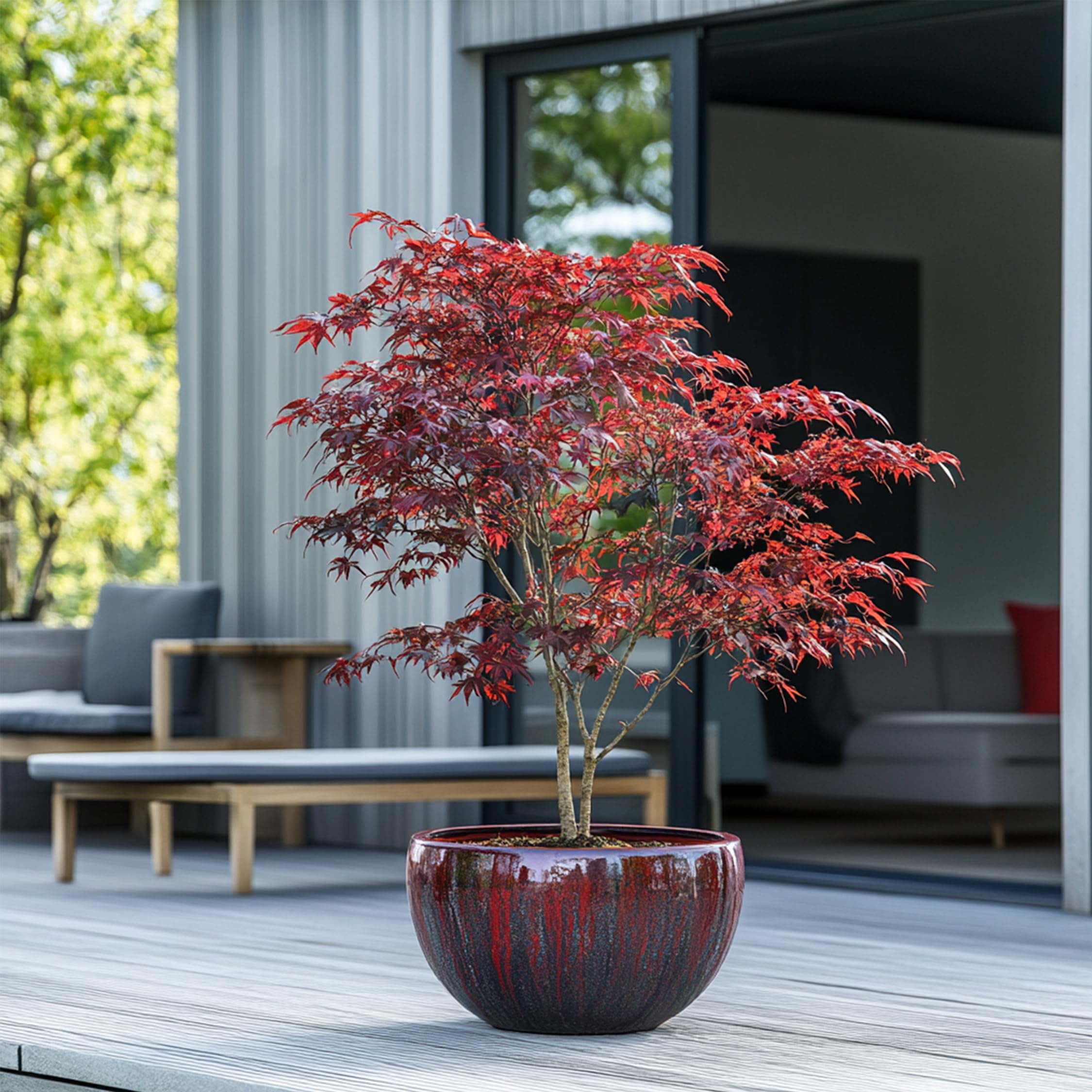 Plant in a Box - Érable du Japon - Acer palmatum 'Atropurpureum' - Hauteur 60-70cm - Pot 19cm - Plante d’extérieur - Rouge