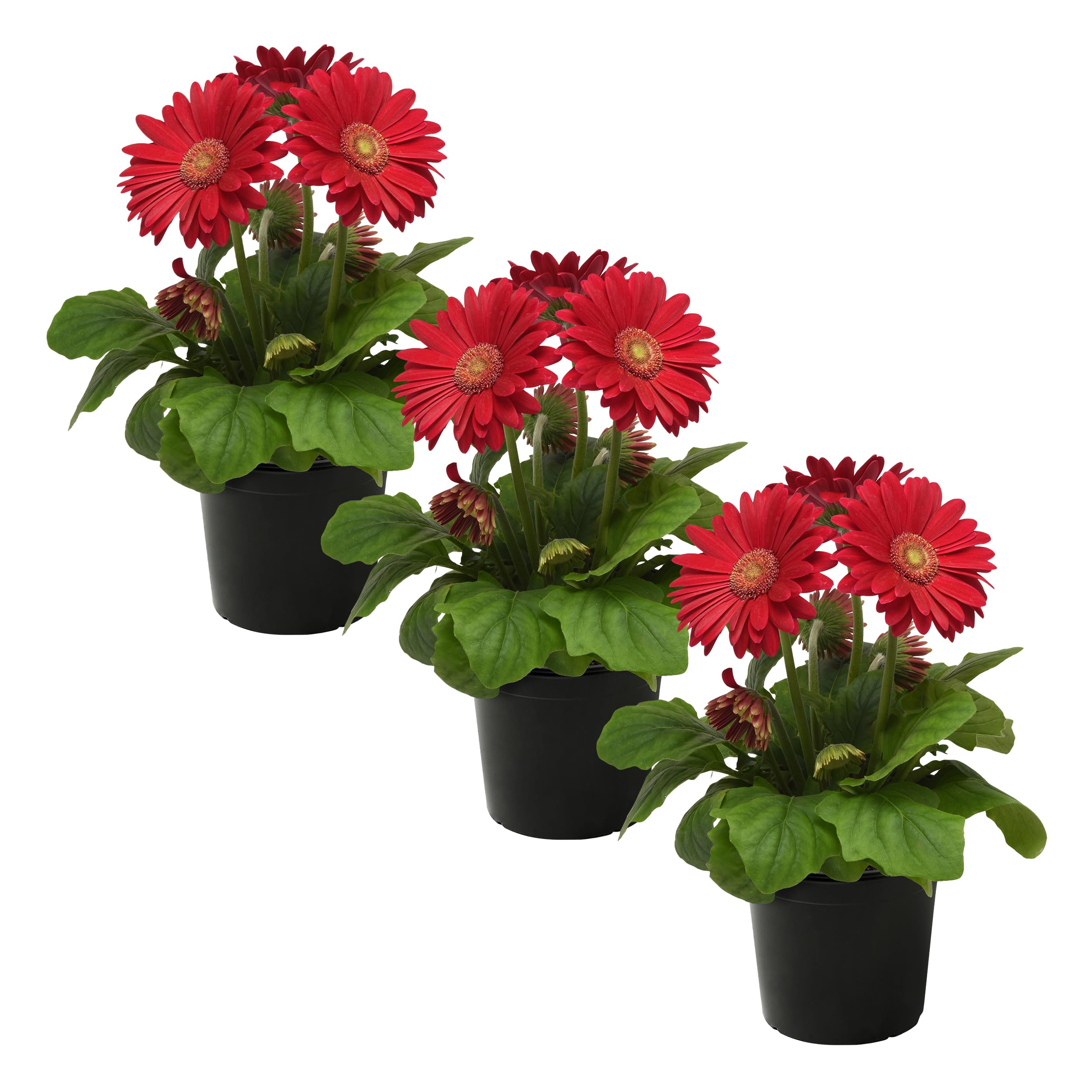 The Three Company Live Gerbera Daisies