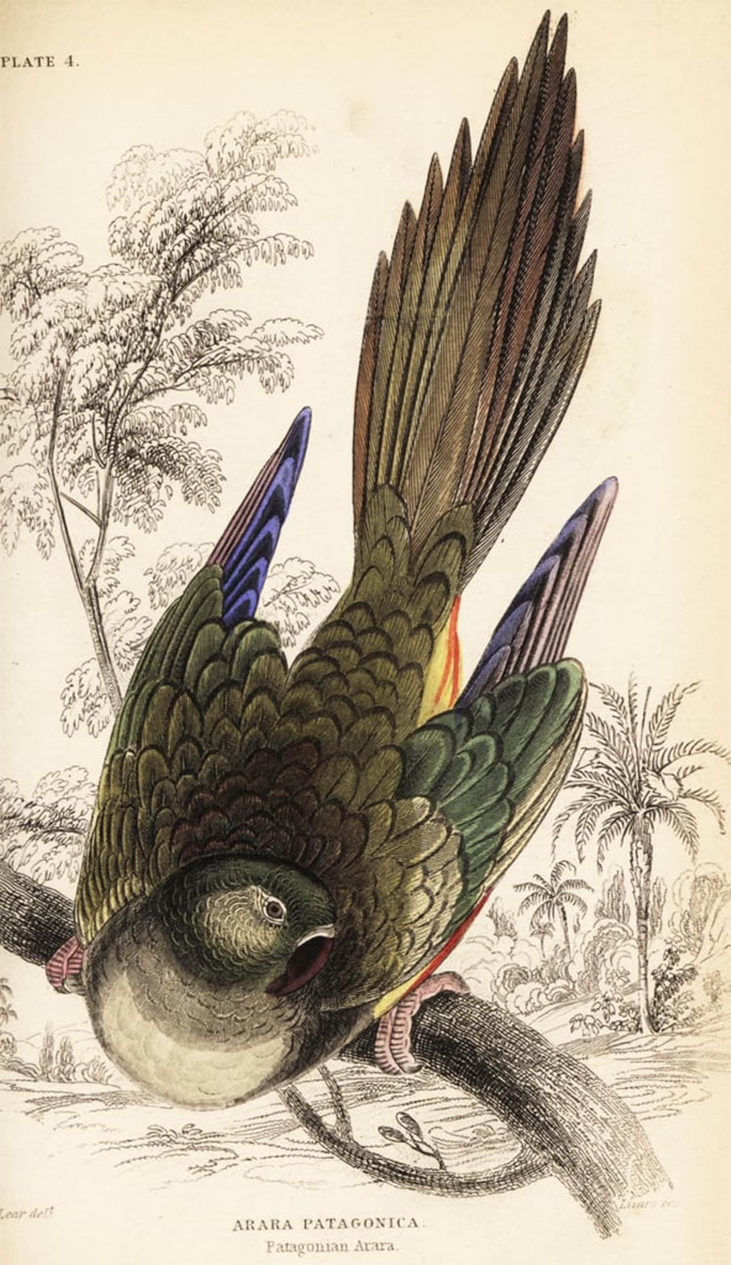 ARTXLXXBN Famous Painting Canvas Artwork Graffiti Print Burrowing Parrot Conure by William Home Lizars Portrait Canvas Image for Home Decor 60x90cm