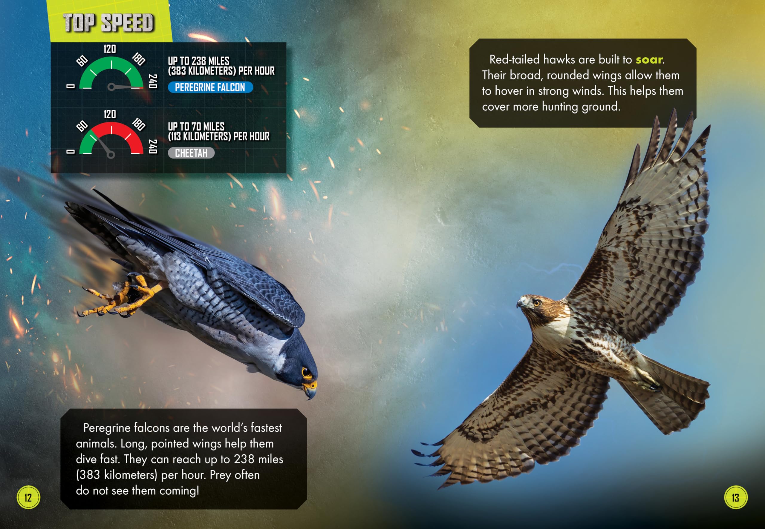 Peregrine Falcon vs. Red-Tailed Hawk (Animal Battles)