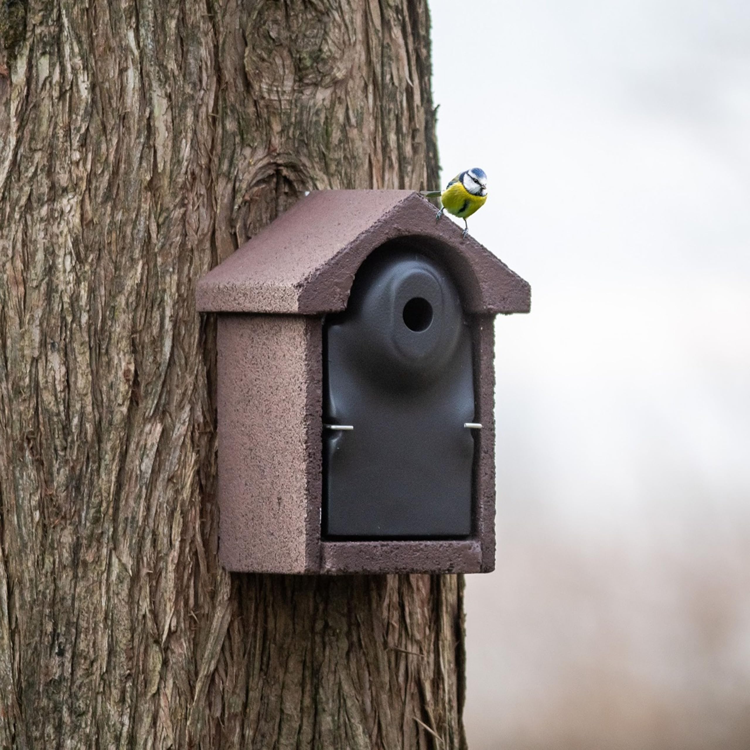 CJ Wildlife Bird Box for Gardens – Bird Nesting Box – WoodStone Black Brown Wood Concrete Mix – 28mm Entrance for Blue Tits, Marsh Tits, Coal Tits – Predator Proof