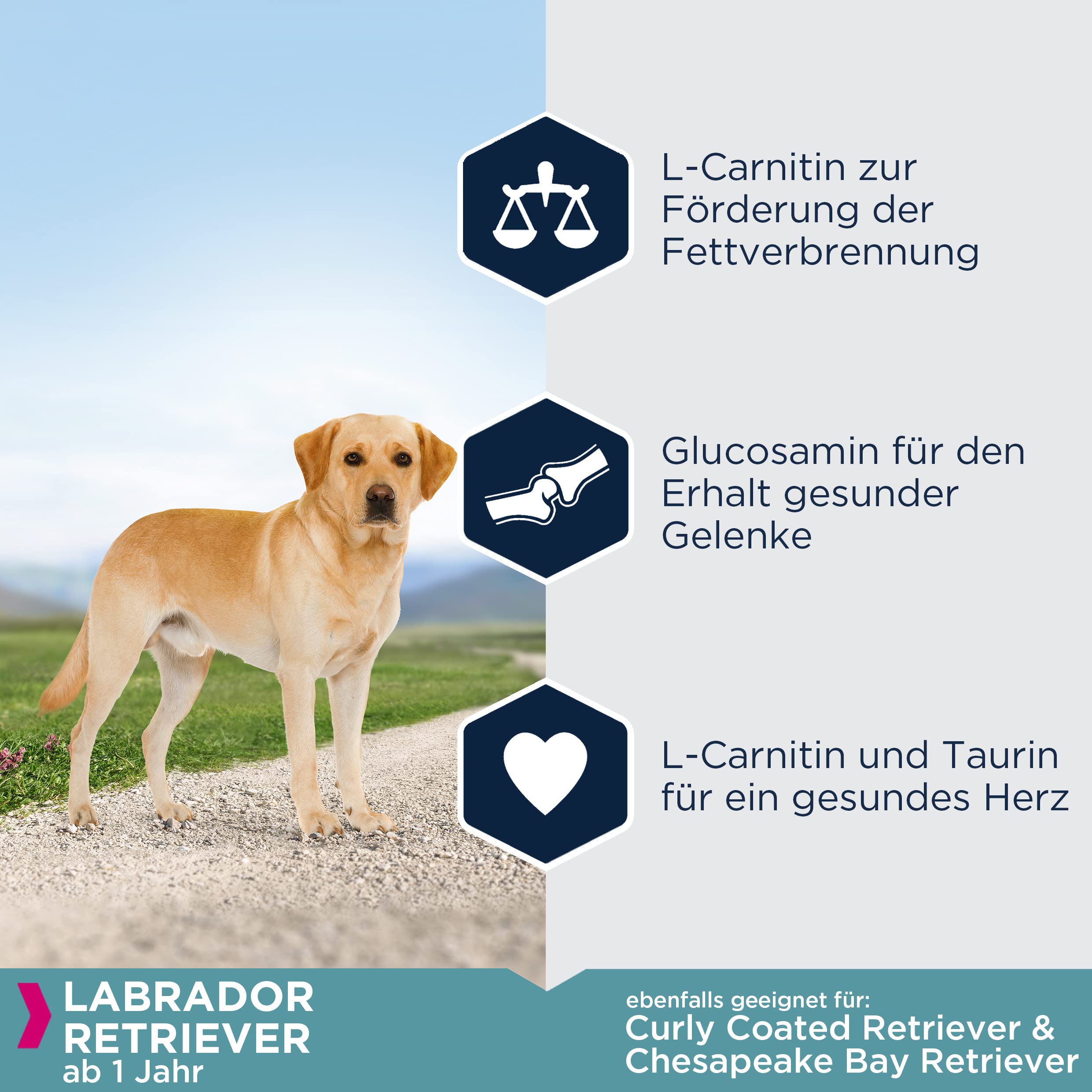 Eukanuba Breed Specific Labrador Retriever Trockenfutter - optimal auf die Rasse abgestimmtes Premium Hundefutter mit Huhn, 12 kg