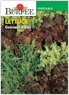 Burpee 'Gourmet Blend' Lettuce Seeds - 680mg Non-GMO Seed Packet for Home Gardening - Fast Growing Mixed Lettuce, Colorful Loose Leaf Variety, Heat Tolerant (Gourmet Blend Lettuce Seeds)