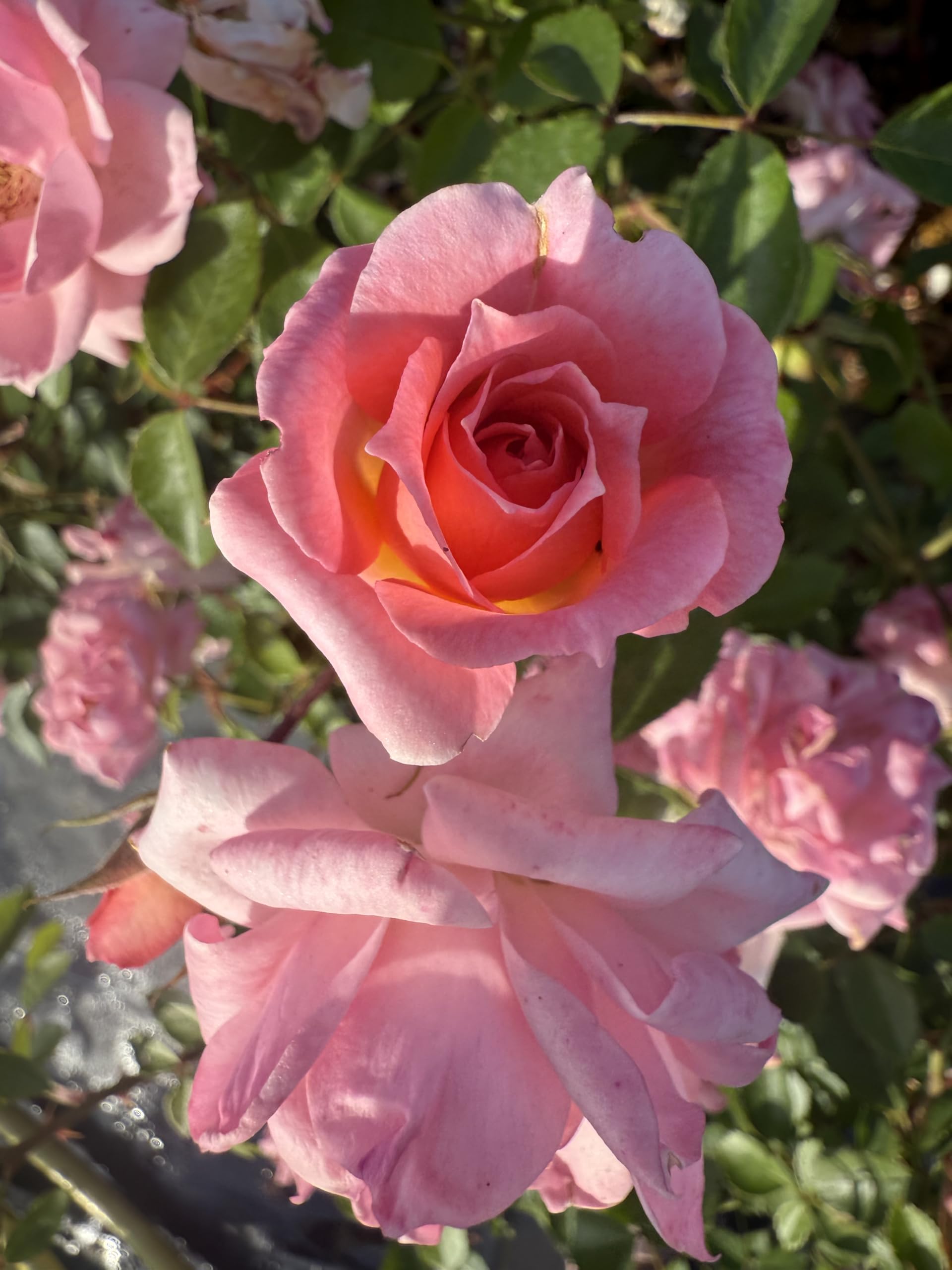 Mary - Patio Rose - Coral Pink Blooms - Lovely Gift Idea