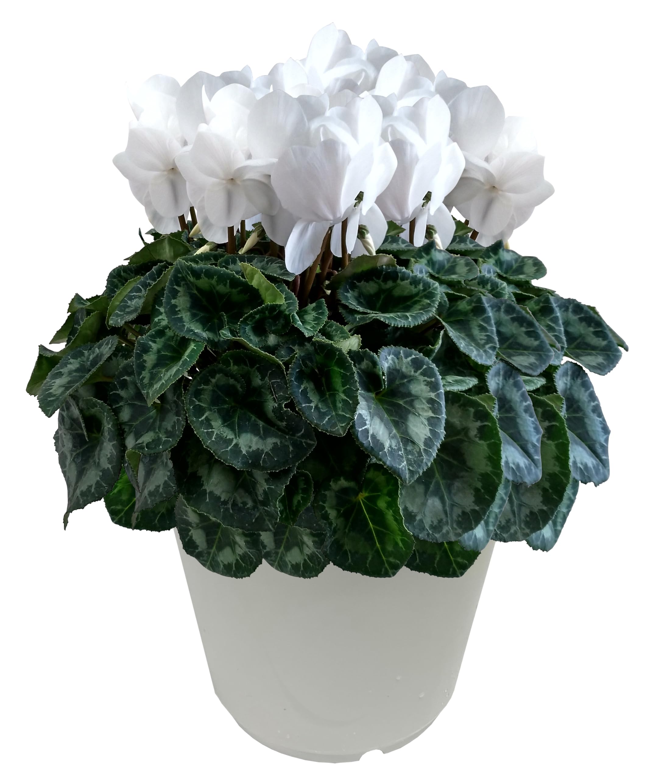 Amazon｜花のギフト社 シクラメン ギフト プレゼント 花 鉢植え 鉢花 