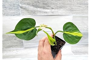 Philodendron Brasil Live Rare House Plants