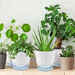 6 Emballage Pots d'auto-arrosage à l'intérieur, 5 Pots de plantes inch, pot de fleurs en plastique blanc, pot d'eau libre pot de fleur en plastique avec trous de drainage et réservoir amovible (12.5CM)