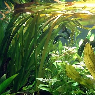 Vallisneria Americana VAR Rubra - submerged - Aquarium 20 Strands