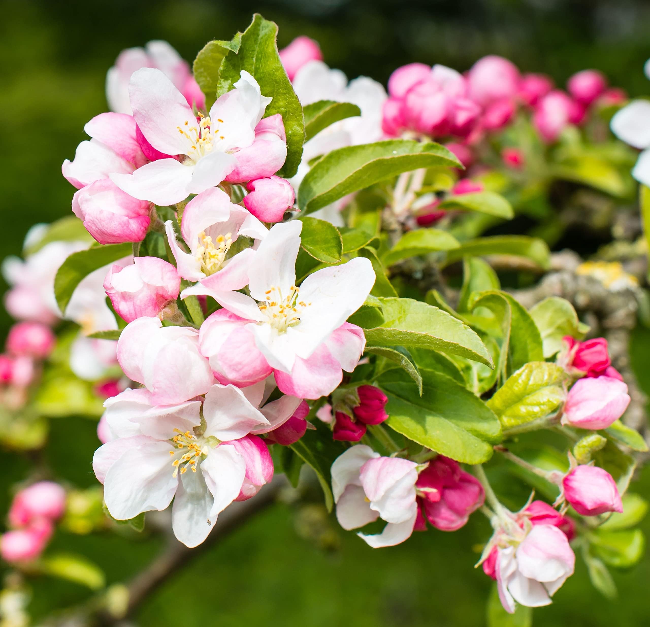 Crab Apple Trees, Ornamental Fruit Trees, Multipack, 3 x Tall Plants in 10 Litre Pots, 1.3 to 1.5 Metre Height, Crab Apple, Blossom, Large Plants, Garden Ready and Ready to Plant, Premium Quality