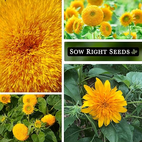 Miniatura 4 de Sow Right Seeds - Semillas de girasol enano Sungold para plantar - Paquete de reliquia sin OMG con instrucciones para cultivar - Variedad corta,