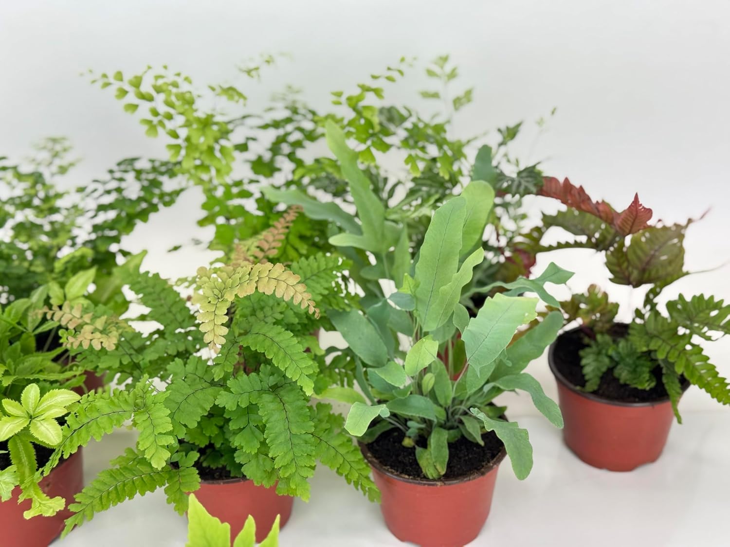 Fern Variety Pack (4 Plants) (4" Pots)