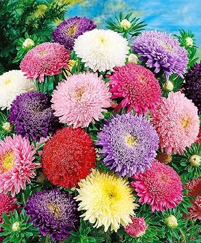 Seeds Aster Princess Mix - Annual Flowers for Planting - GMO Free