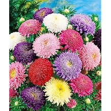 Seeds Aster Princess Mix - Annual Flowers for Planting - GMO Free