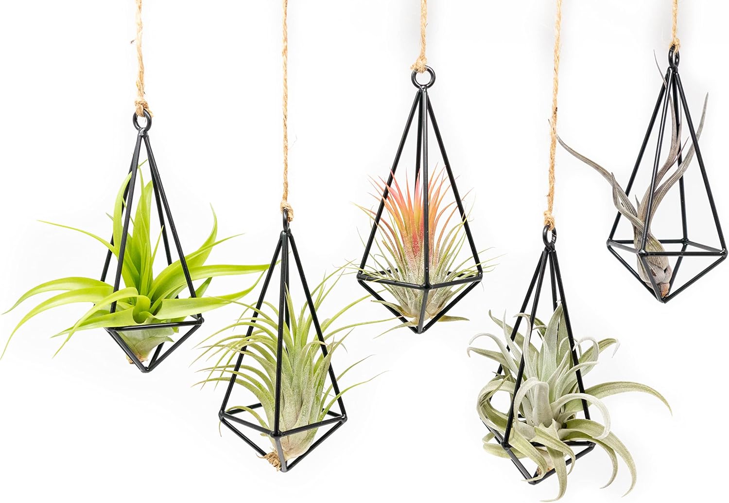 5 Pack Black Metal Pendant Hanging Planter with Assorted Medium Air Plant - Macrame Holder for Indoor Plants - Succulent Plant Hanger - Available in Wholesale and Bulk- Home and Garden Décor