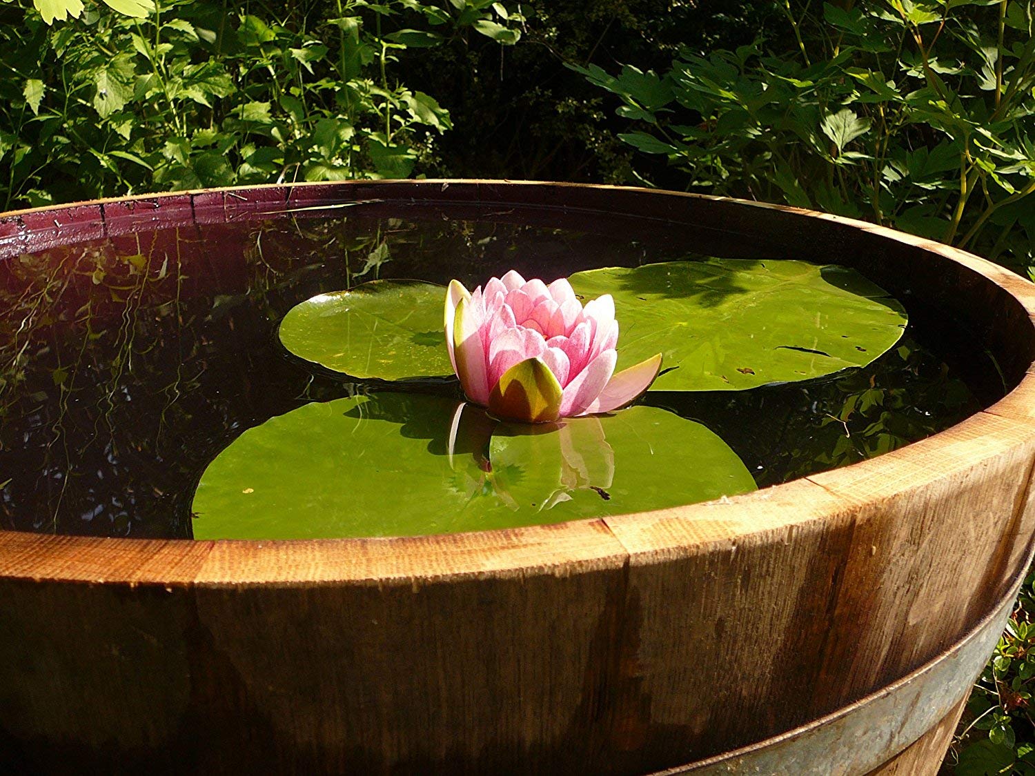 Estanque Para Tortugas Barril Madera Temesso Media Barrica Con Madera  Natural, Maceta De Madera Posible Como Mini Estanque, Auténtico Medio Barril  Macetero Con 70 Cm De Diámetro (Solo Con Agujeros Para El, image size:1500x1125