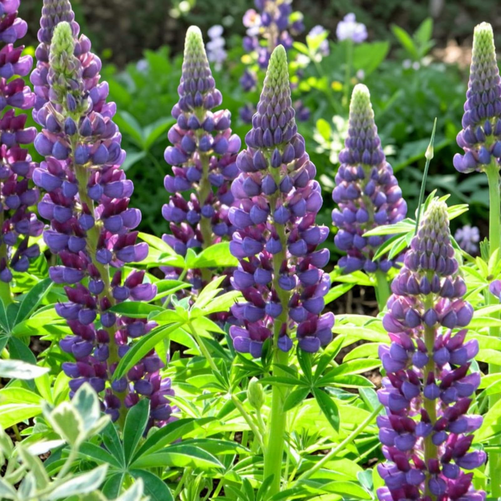 Carbeth Plants Lupin Gallery in 2L Pot - Colourful Lupinus Garden Plants - Tall, Hardy Summer Flower Spikes for Borders & Cottage Gardens - Pollinator Friendly (2, Blue)
