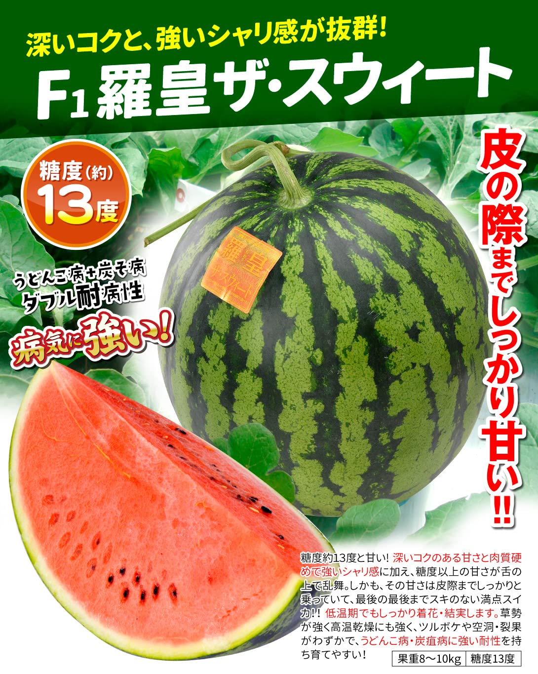 Amazon.co.jp: 接木野菜苗 大玉スイカ 接木F1羅皇ザ・スウィート 2株