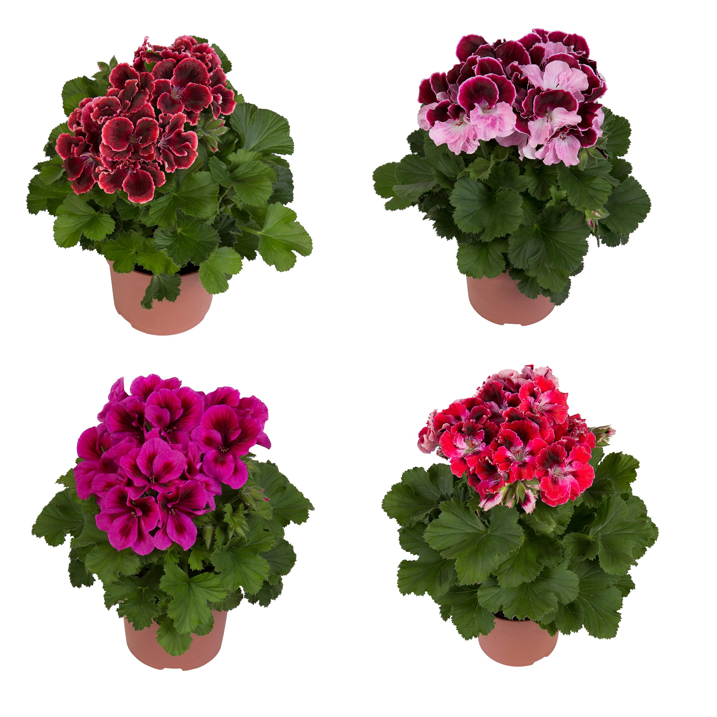 Cuatro Unidades de Pelargonium - Geranios Naturales - Plantas de Exterior