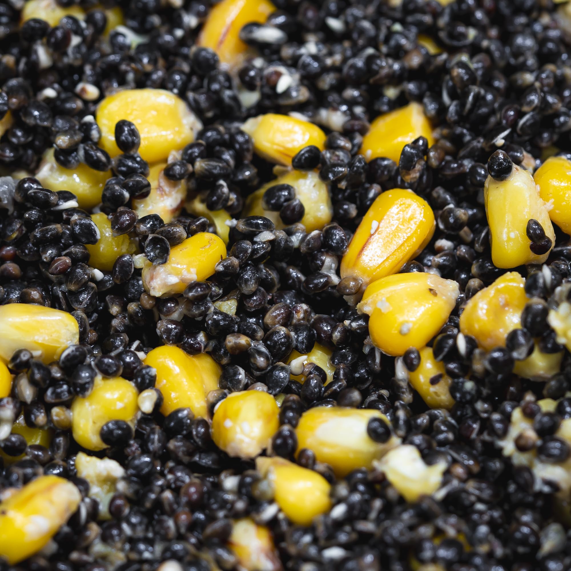 Prepared Hemp & Maize for Carp Fishing - 10KG - FREEZER BAIT