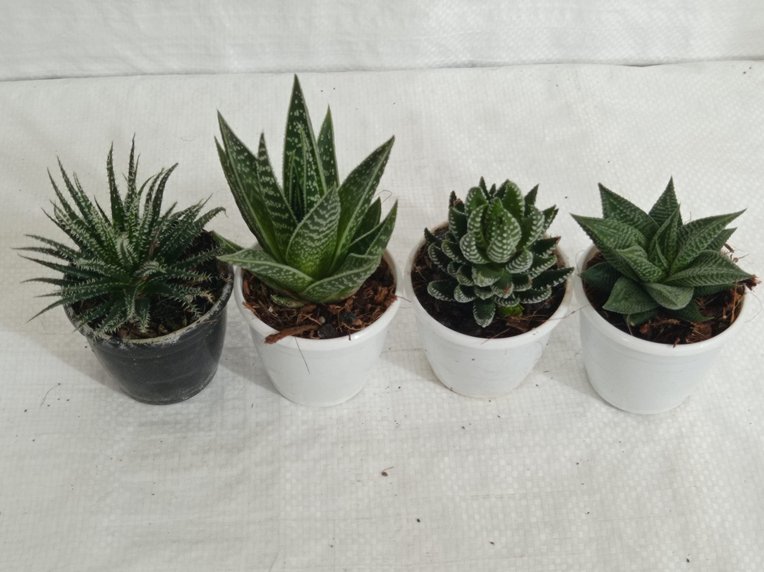 CAPPL Haworthia Live Plant Set (Pack of 4 Plants) (B097N77V46) Amazon Price History, Amazon Price Tracker