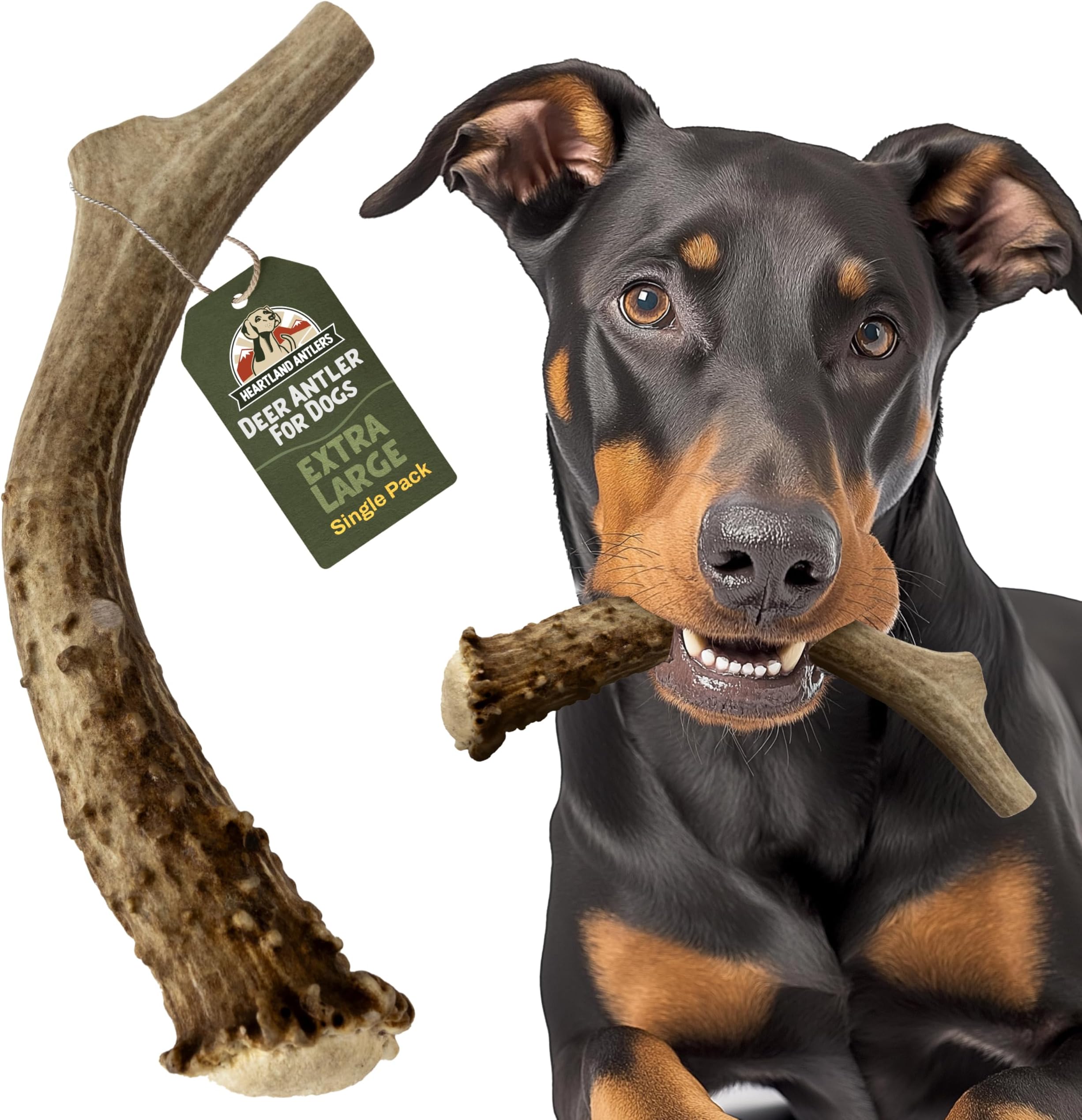 Heartland Antlers Deer Antler Dog Chew for Aggressive Chewers, XL 8-10 Inch Whole Naturally Shed Bone, Long Lasting Single Ingredient Treat, Large Breed 65-85 lbs, Sourced and Made in USA
