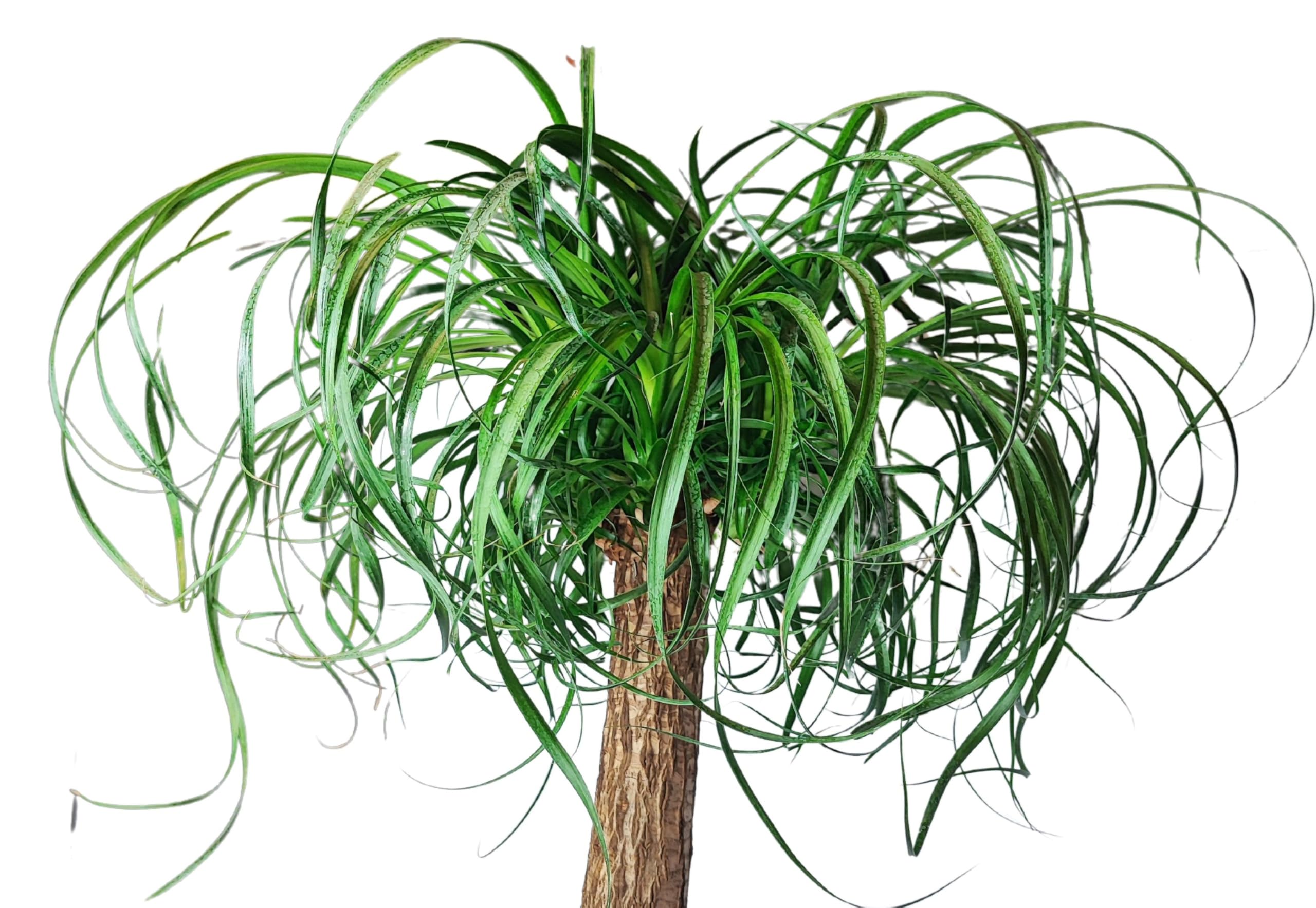 Beaucarnea Piede d'Elefante, Mangiafumo, Pianta Vera da Interni, 75 cm Altezza, Vaso 30 cm, Purificazione dell'Aria